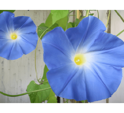 Ипомея Небесно-голубая (35 шт.) / Ipomоea Heavenly Blue